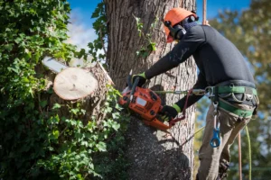 Tree cutting - tree company Ottawa County