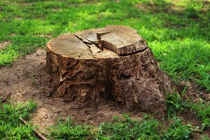 Stump Removal Service in Ottawa County, MI
