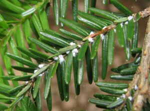 Hemlock Woolly Adelgid