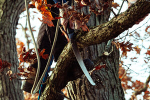 tree pruning with a hand saw