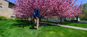 Fertilizing Cherry Trees - Professional Plant Health Care & Tree Health Services in Ottawa County