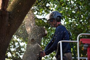 Tree cutting
